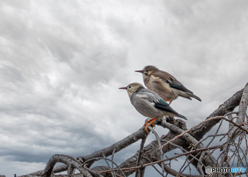 ギンムクドリ雄雌