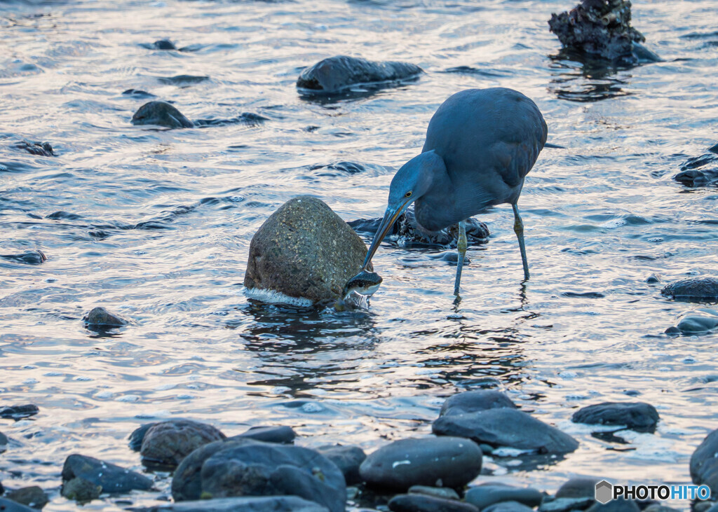 フグは無理でしょう！