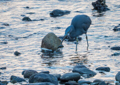 フグは無理でしょう！