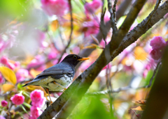 クロツグミと桜