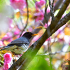 クロツグミと桜