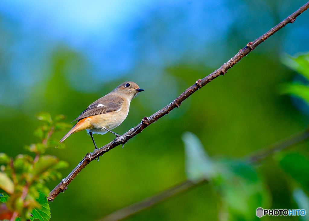 振り向くジョビ子