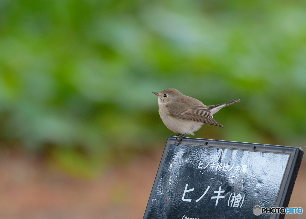 ニシオジロビタキ