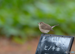 ニシオジロビタキ