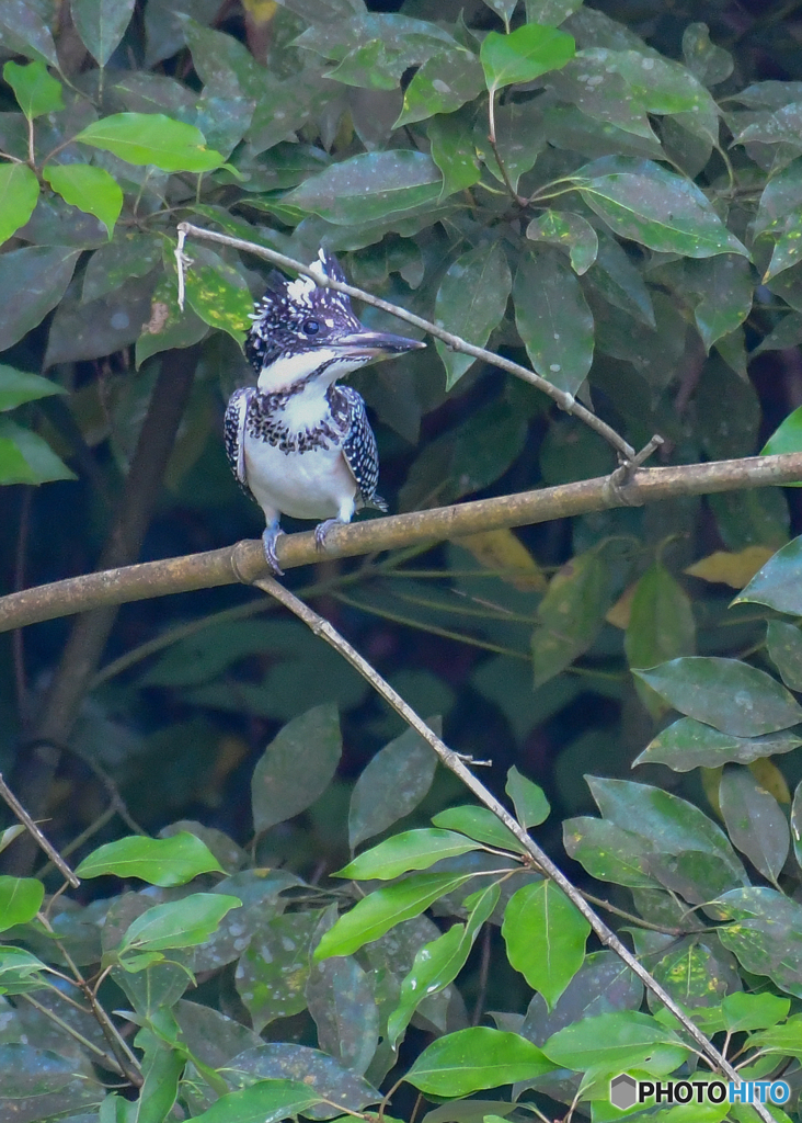 ヤマセミ幼鳥