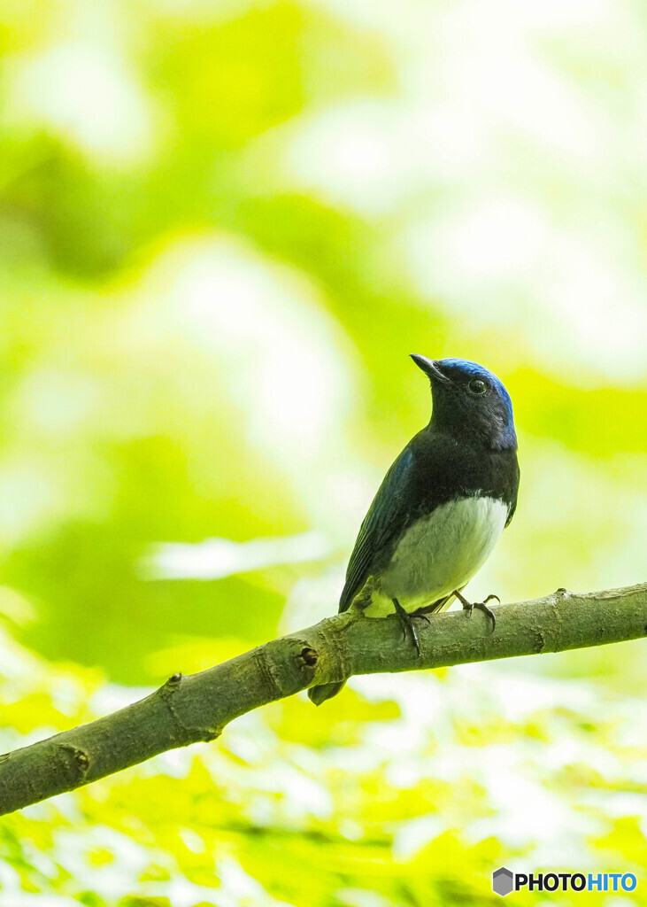 お山のオオルリ