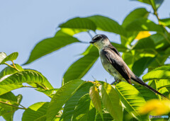 リュウキュウサンショウクイ幼鳥