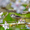 桜とエナガ