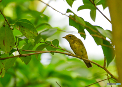 キビタキ幼鳥