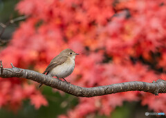 燃える紅葉（ニシオジロビタキ）