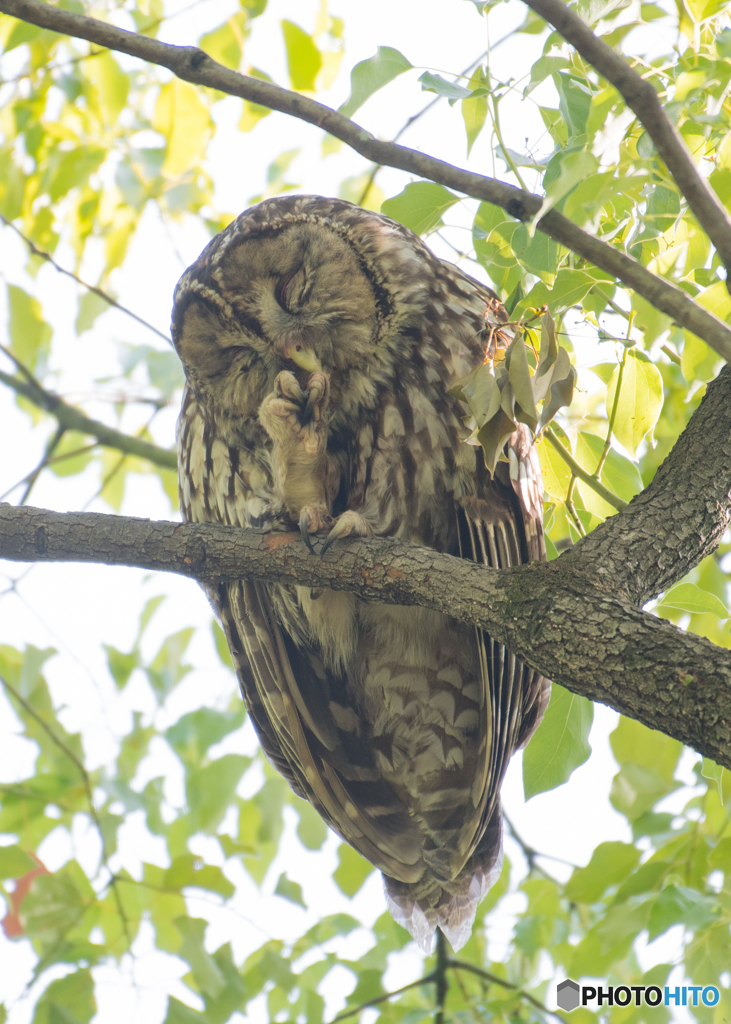 フクロウ親1