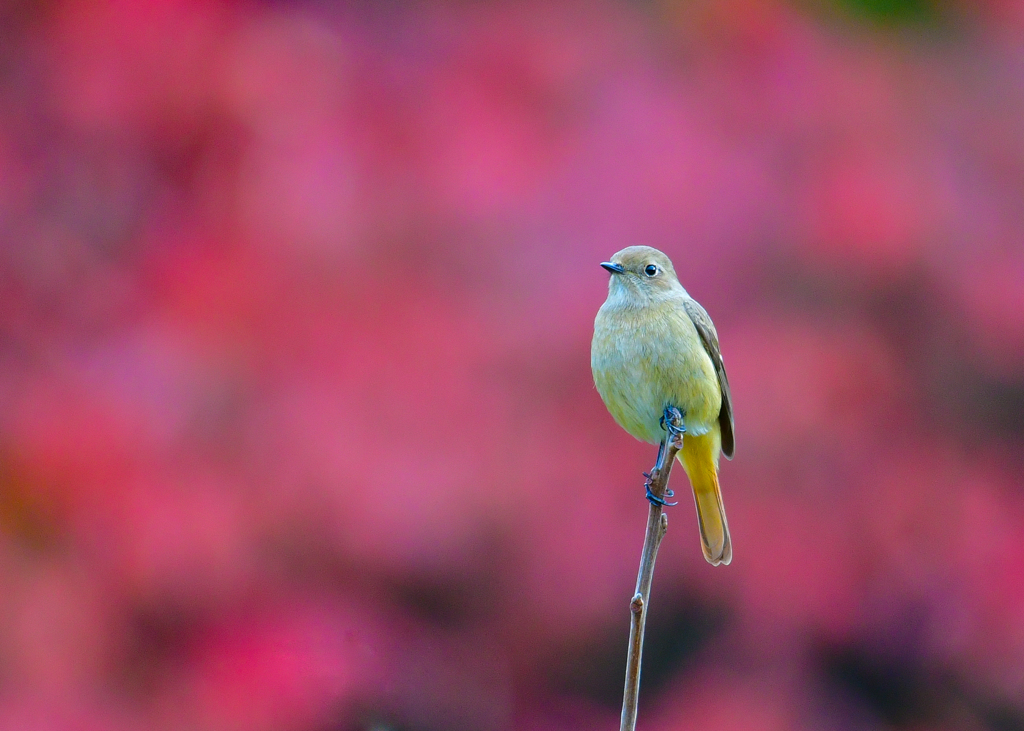 紅葉とジョウビタキ