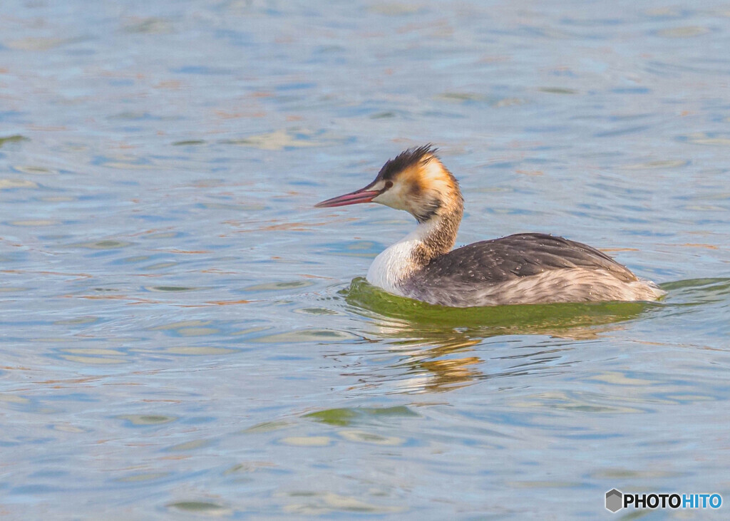 カンムリカイツブリ
