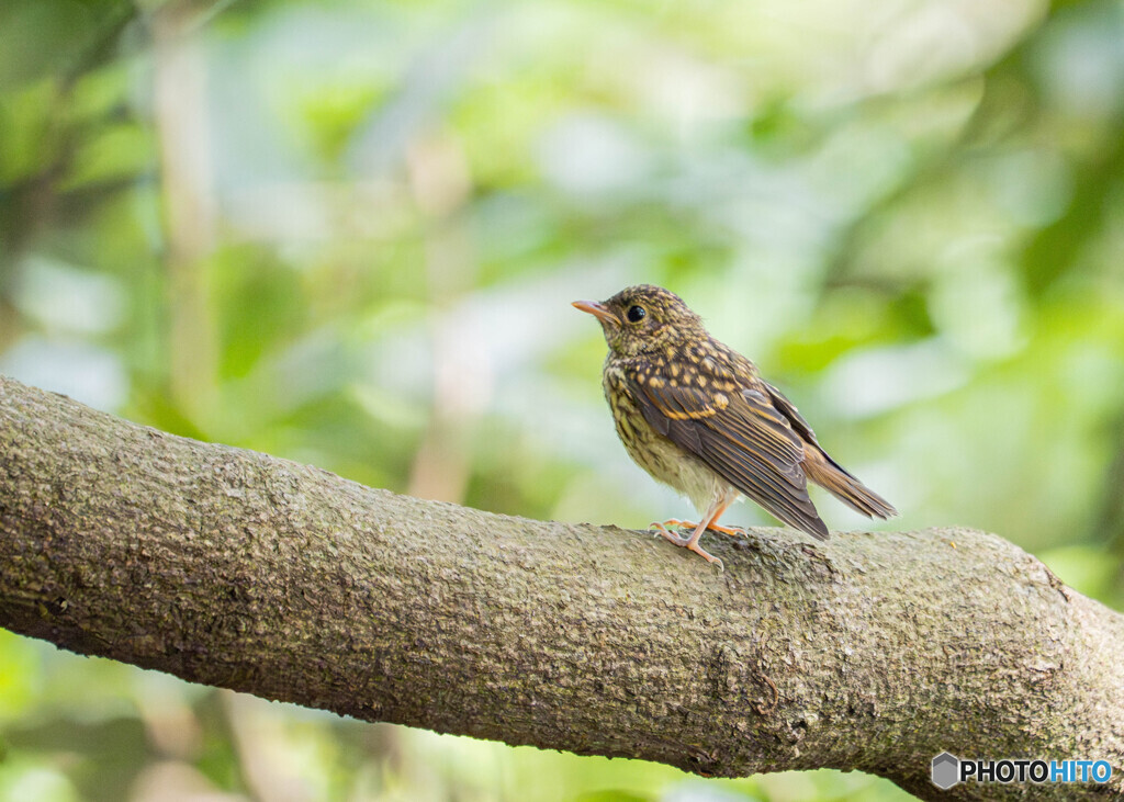 キビタキ幼鳥