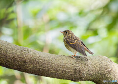 キビタキ幼鳥