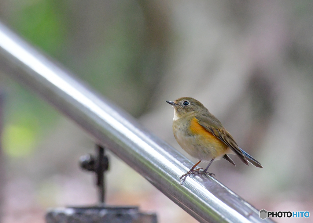 公園の手すり