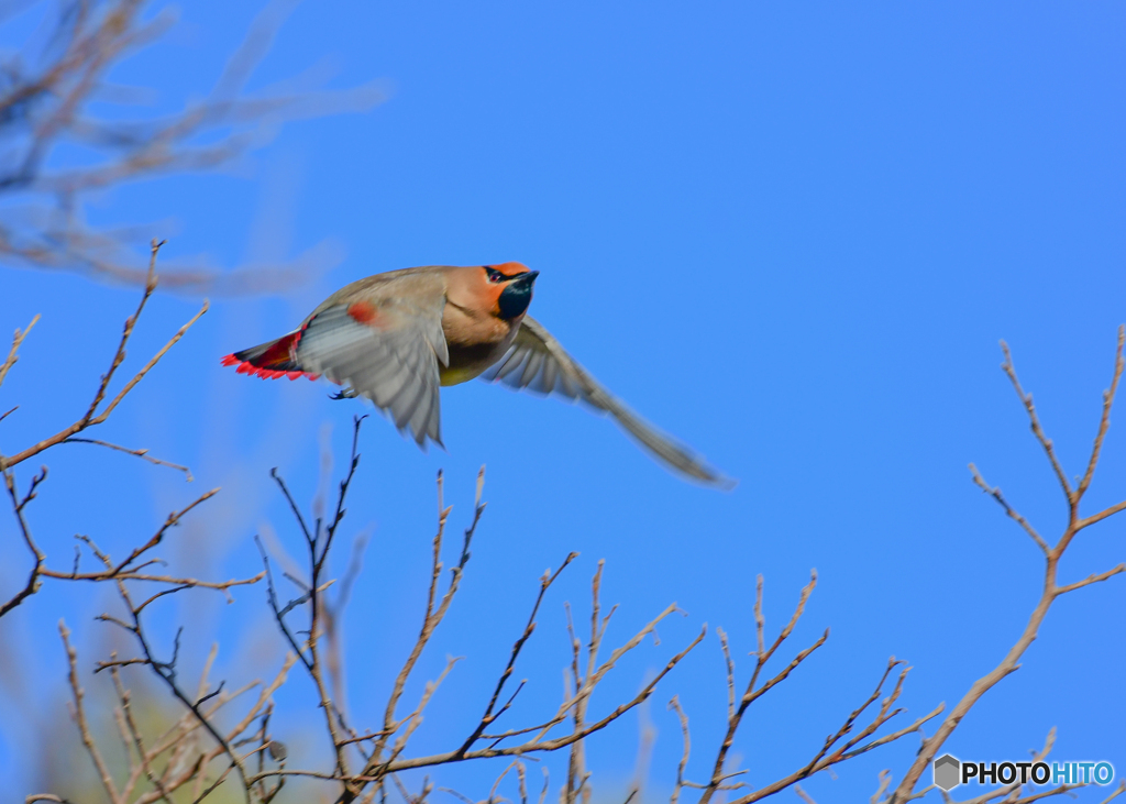 ヒレンジャク飛ぶ