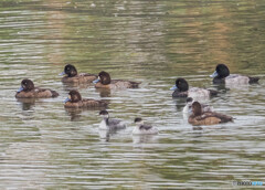 スズガモ＆ハジロカイツブリ