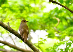 オオルリ♀