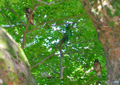 アオバズク夫婦