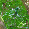 アオバズク夫婦