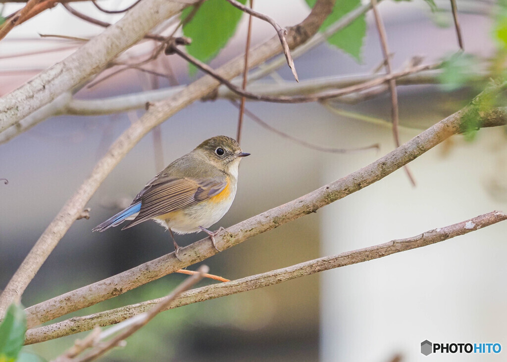 公園のルリビタキ-1