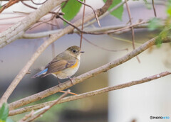 公園のルリビタキ-1