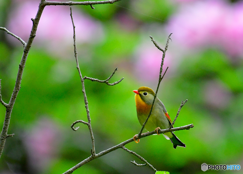 ツツジ前の相思鳥