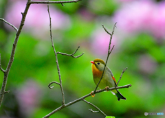 ツツジ前の相思鳥