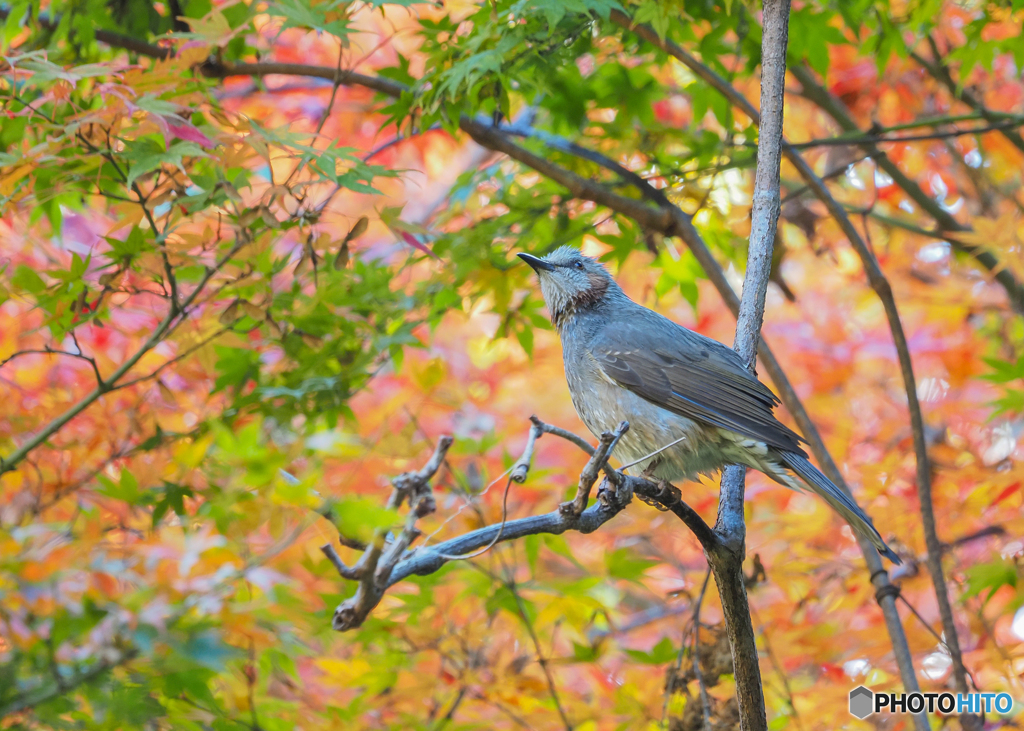 紅く染まる