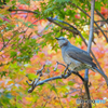 紅く染まる