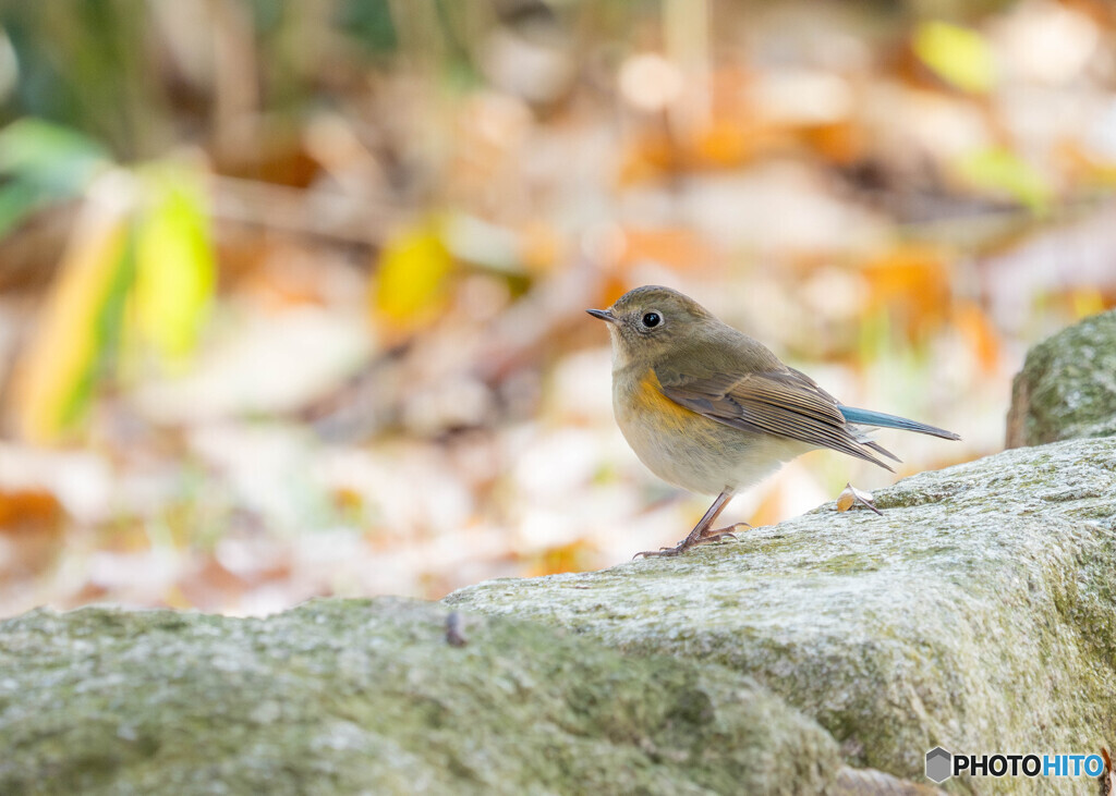 公園のルリビタキ