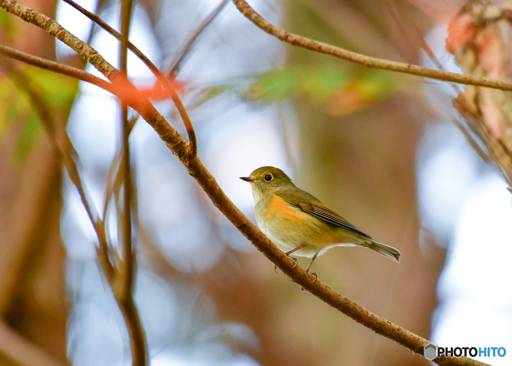 ルリビ♀