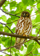アオバズクの季節