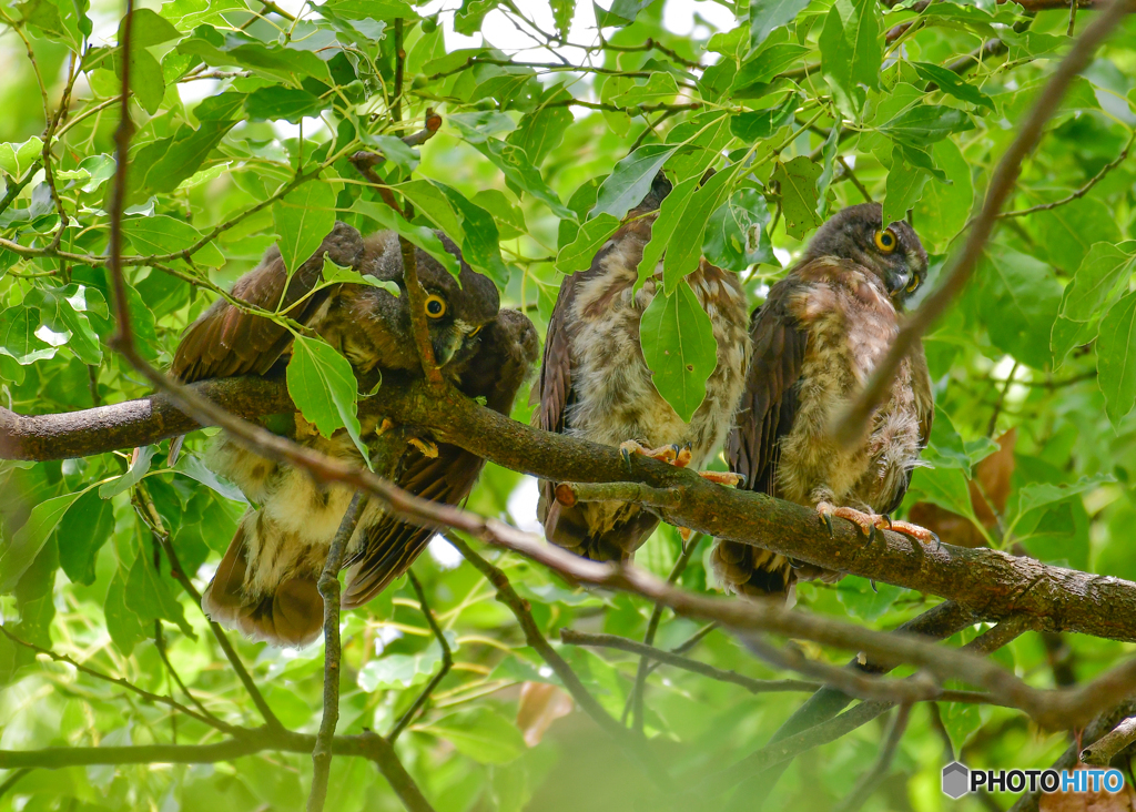 アオバズク雛