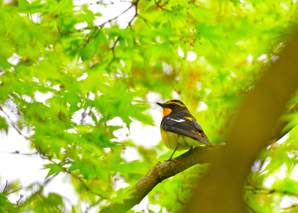 新緑とキビタキ