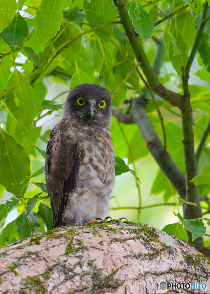 アオバズク雛