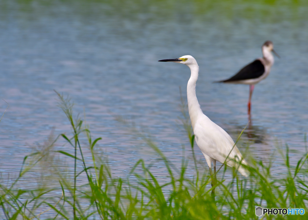 コサギとセイタカシギ