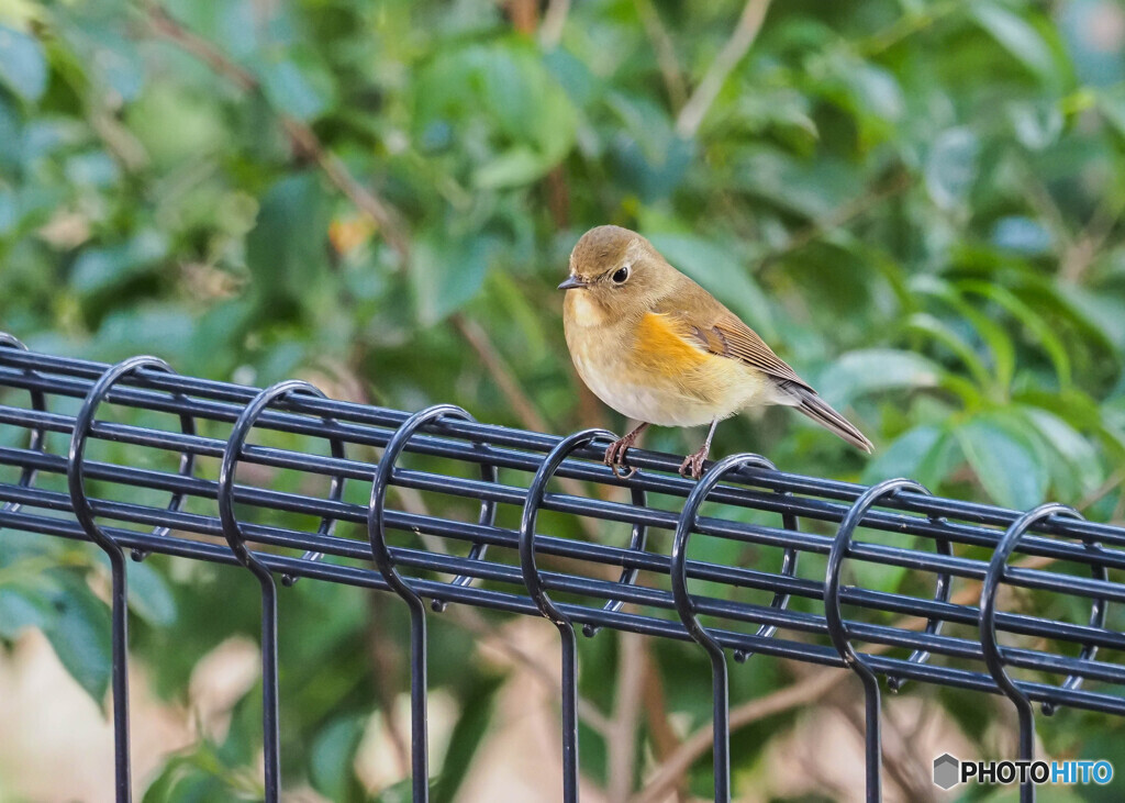 公園のルリビタキ