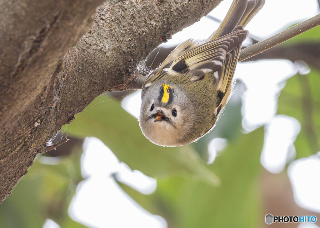 菊頂き（キクイタダキ）