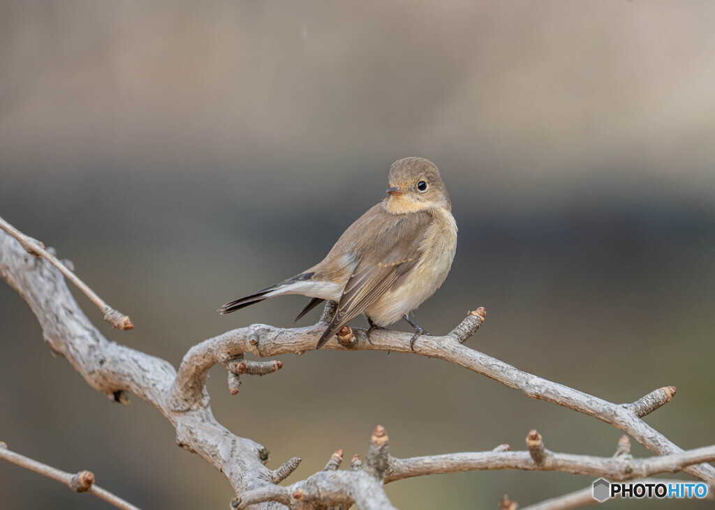 ニシオジロビタキ