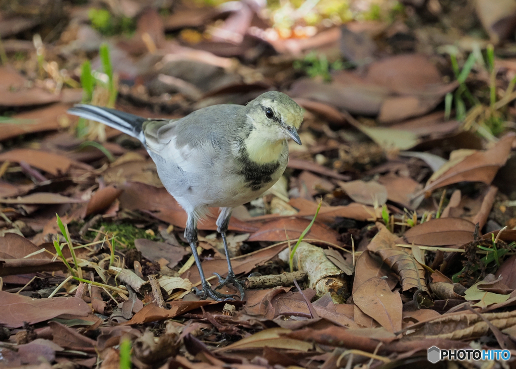 ハクセキレイ幼鳥