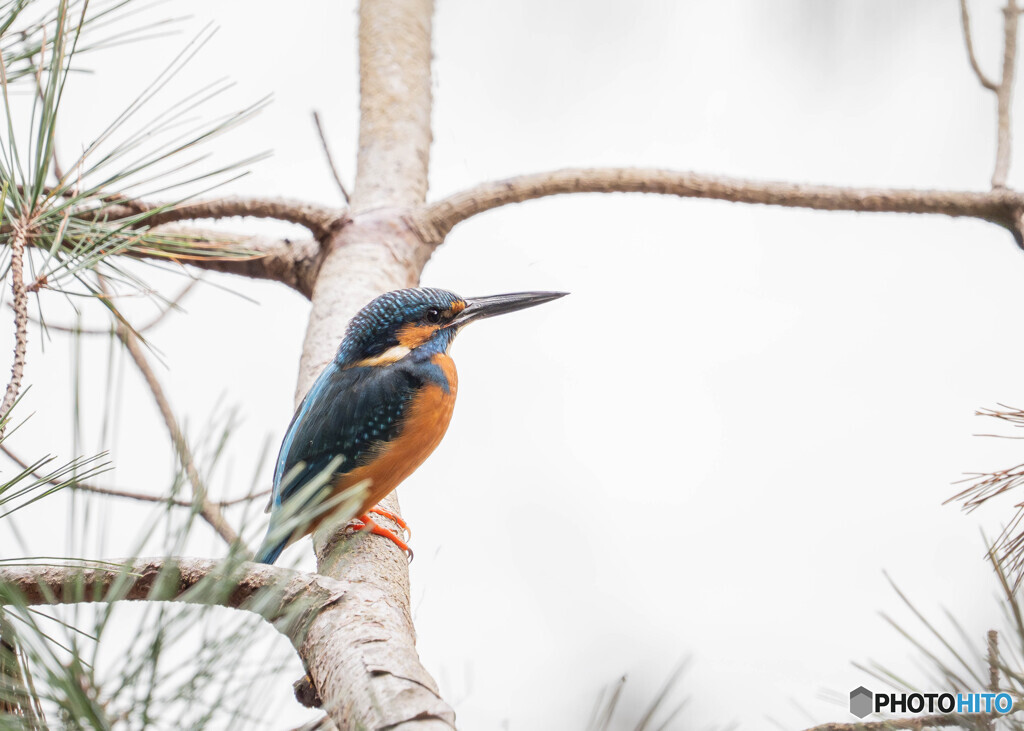 公園のカワセミ