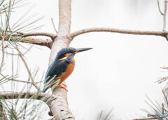 公園のカワセミ