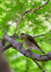 キビタキ♀若