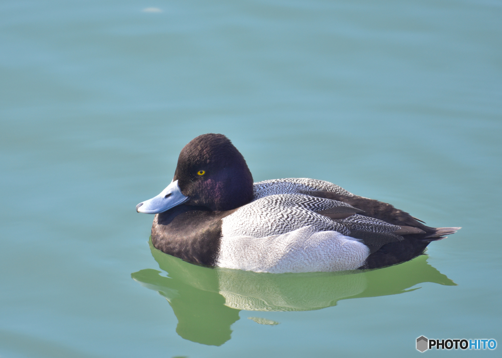 スズガモがいた！