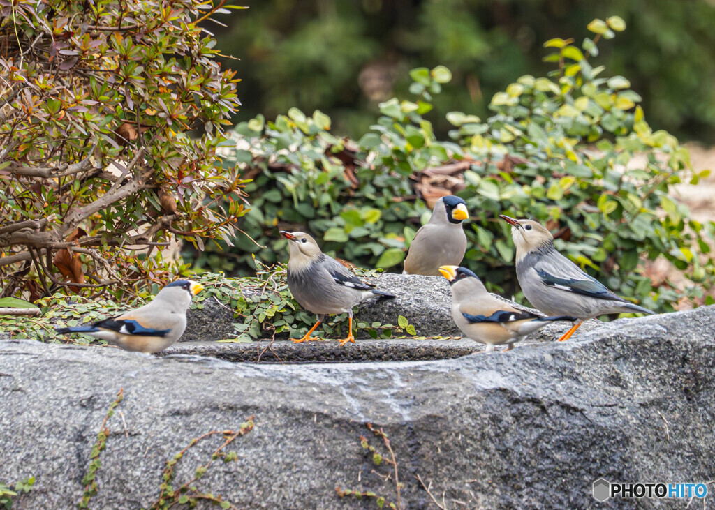 イカル＆ギンムクドリ