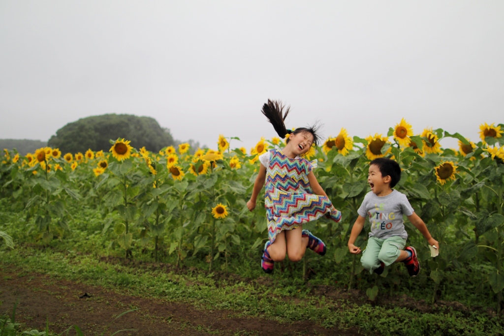 小雨のひまわり迷路