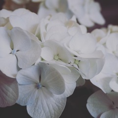 紫陽花