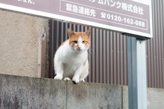 ふとした出会い